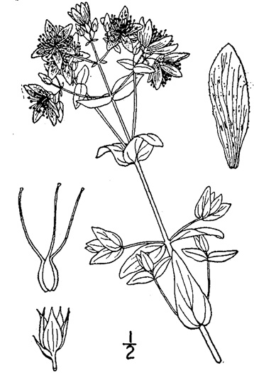 drawing of Hypericum pseudomaculatum, Large Spotted St. Johnswort