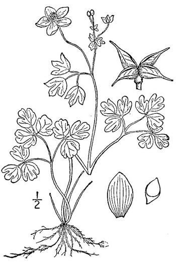 Isopyrum biternatum, False Rue-anemone, Isopyrum