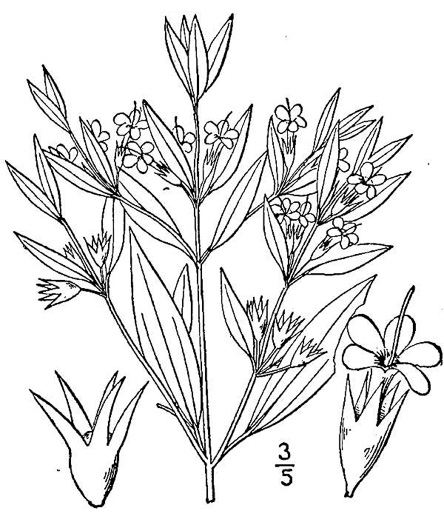 image of Trichostema coeruleum, Glade Blue Curls, False Pennyroyal, Fluxweed