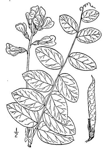 image of Lathyrus venosus var. venosus, Smooth Forest Pea, Veiny Pea, Wood Pea, Bush Vetch