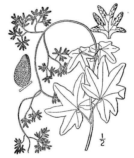 image of Lygodium palmatum, American Climbing Fern