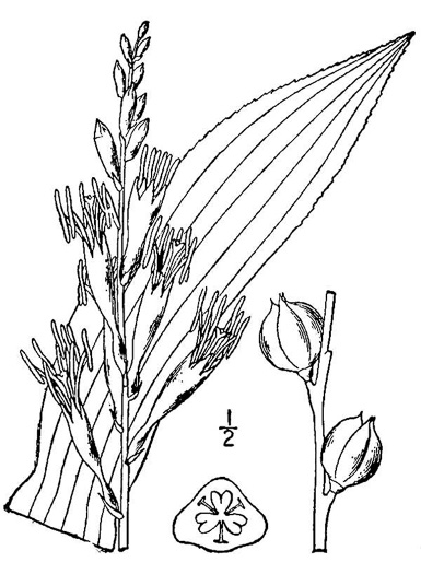 image of Manfreda virginica ssp. virginica, Eastern Agave, Eastern False-aloe, Rattlesnake-master, American Aloe
