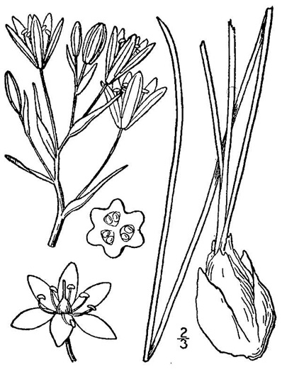 Ornithogalum umbellatum ssp. umbellatum, Garden Star-of-Bethlehem, Snowflake, Nap-at-noon