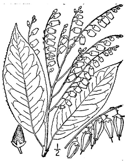image of Oxydendrum arboreum, Sourwood, Sorrel-tree
