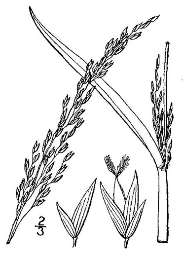 image of Panicum amarum var. amarulum, Southern Seabeach Grass, Bitter Panicgrass