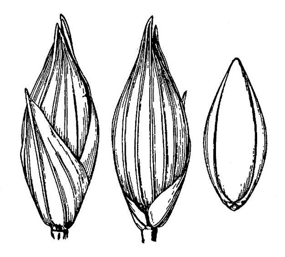image of Panicum amarum var. amarulum, Southern Seabeach Grass, Bitter Panicgrass