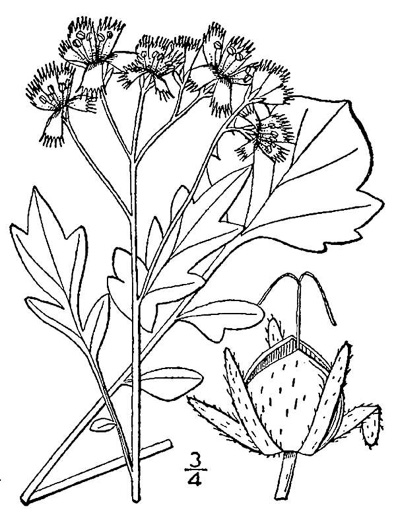 image of Phacelia fimbriata, Fringed Phacelia, Blue Ridge Phacelia