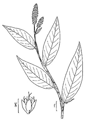 image of Persicaria amphibia var. stipulacea, Water Smartweed, Scarlet Smartweed
