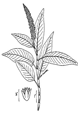 image of Persicaria amphibia var. stipulacea, Water Smartweed, Scarlet Smartweed