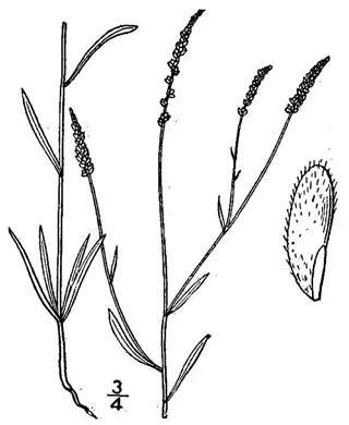 image of Senega ambigua, Loose Milkwort, Alternate Milkwort, Whorled Milkwort