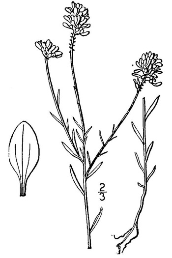 image of Senega curtissii, Curtiss's Milkwort, Appalachian Milkwort