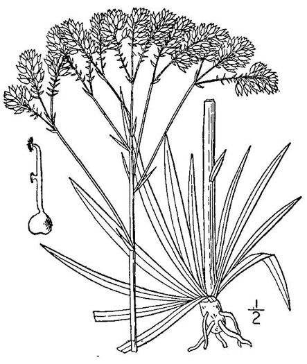 image of Senega cymosa, Tall Pinebarren Milkwort