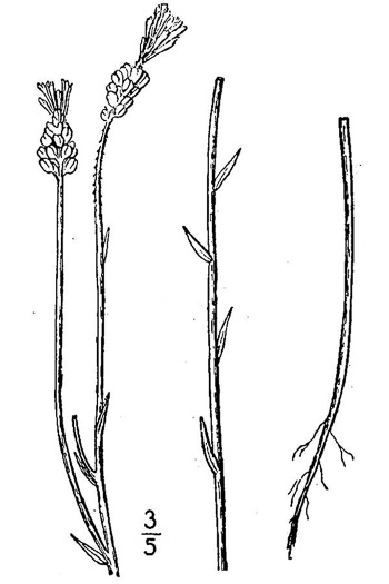 image of Senega incarnata, Pink Milkwort, Procession-flower