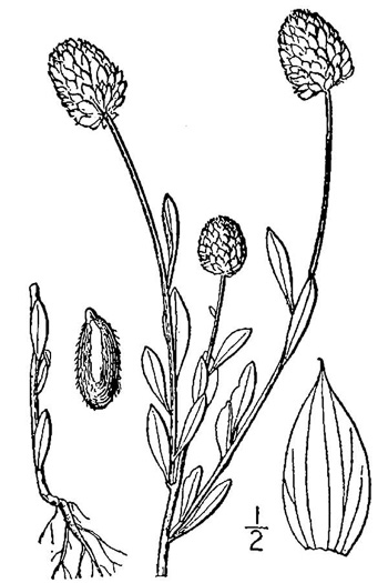 image of Senega lutea, Orange Milkwort, Red-hot-poker, Candyroot, Yellow Bachelor's-buttons