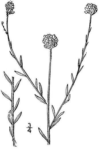 image of Senega mariana, Maryland Milkwort