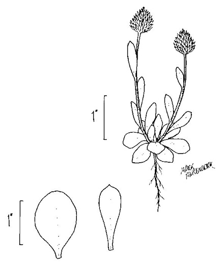 image of Senega nana, Dwarf Milkwort, Candyroot