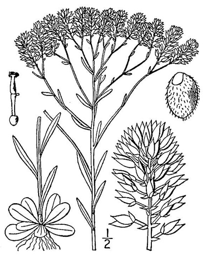 image of Senega ramosa, Short Pinebarren Milkwort, Low Pinebarren Milkwort, Dwarf Milkwort, Savanna Milkwort