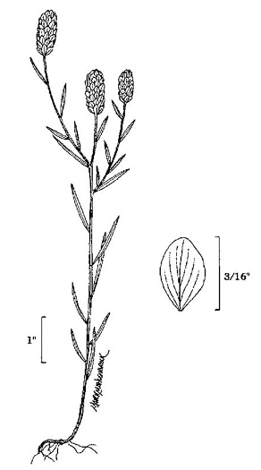 image of Senega sanguinea, Field Milkwort, Blood Milkwort