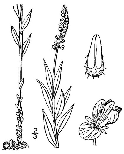 image of Senega officinalis +, Senega Snakeroot