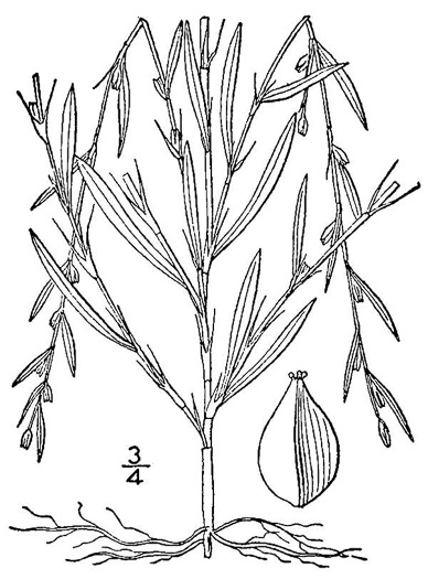 image of Polygonum tenue, Glade Knotweed, Slender Knotweed