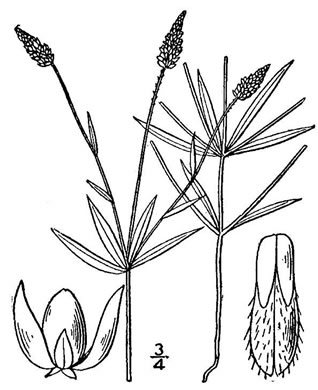 image of Senega verticillata +, Whorled Milkwort
