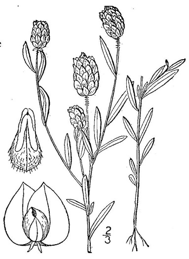 image of Senega sanguinea, Field Milkwort, Blood Milkwort