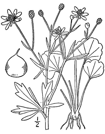 image of Ranunculus harveyi var. harveyi, Harvey's Buttercup, Harvey's Crowfoot