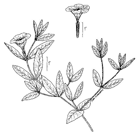 image of Ruellia humilis, Hairy Wild-petunia, Low Wild-petunia, Glade Wild-petunia, Fringeleaf Ruellia