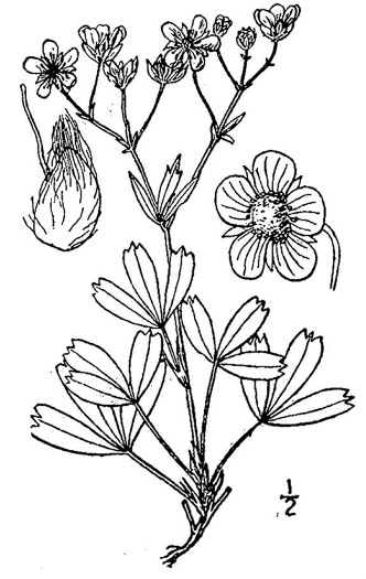 drawing of Sibbaldia tridentata, Wineleaf Cinqefoil, Mountain Cinqefoil, Three-toothed Cinqefoil, Mountain White Potentilla