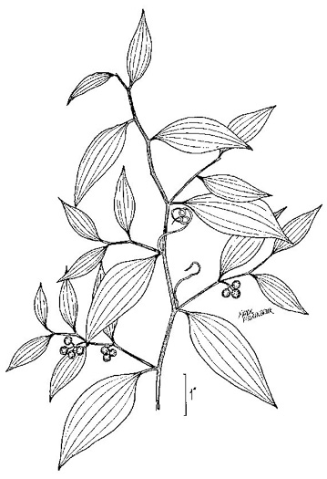 image of Smilax smallii, Jackson-brier, Unarmed Catbrier, Sweet-scented Smilax