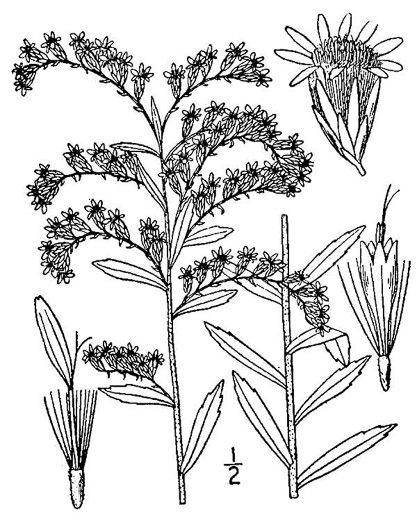 image of Solidago tortifolia, Twistleaf Goldenrod, Leafy Pineywoods Goldenrod, Leafy Pinelands Goldenrod