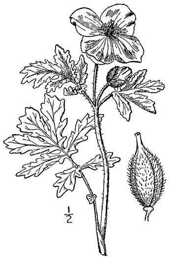 image of Chelidonium diphyllum, Celandine-poppy, Woods-poppy
