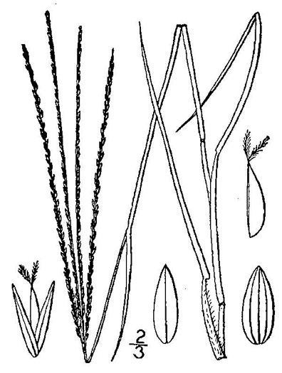 image of Digitaria filiformis, Slender Crabgrass