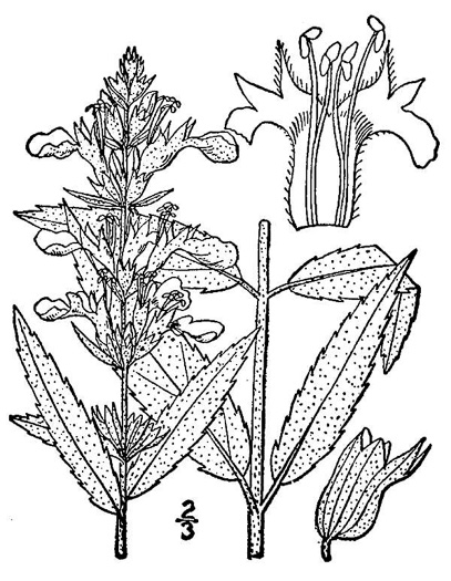 image of Teucrium canadense var. canadense, American Germander, Wood-sage, Common Germander