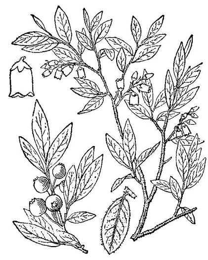 image of Vaccinium myrtilloides, Velvetleaf Blueberry, Sourtop, Canada Blueberry