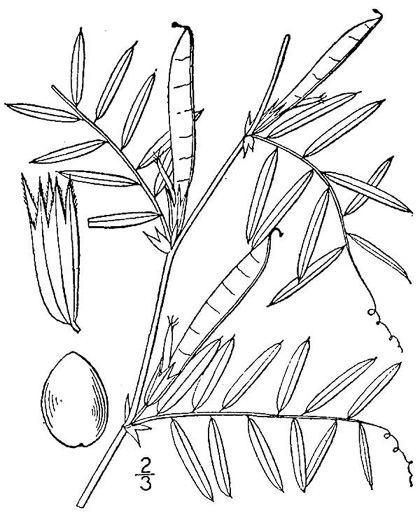 image of Vicia sativa var. angustifolia, Narrowleaf Vetch, Garden Vetch