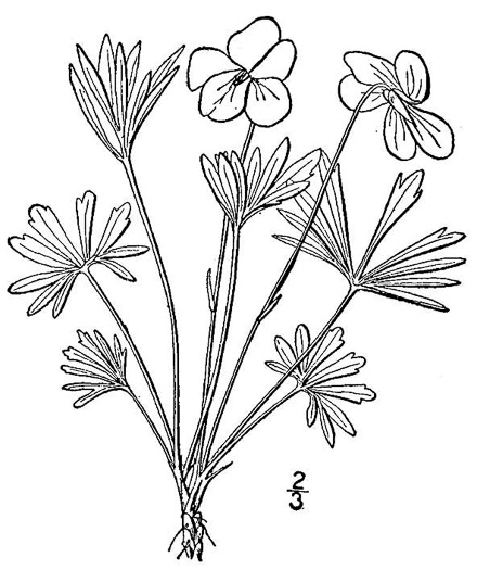 image of Viola pedata ssp. pedata, Common Birdsfoot Violet