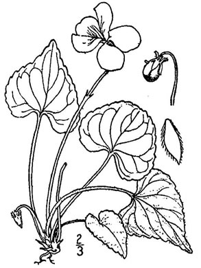 image of Viola septentrionalis var. septentrionalis, Northern Wood Violet, Northern Blue Violet