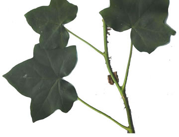 image of Hedera helix, English Ivy, Common Ivy