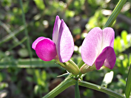 image of Vicia sativa var. angustifolia, Narrowleaf Vetch, Garden Vetch