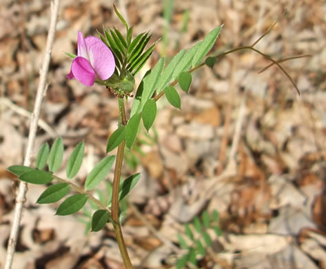 image of Vicia sativa var. angustifolia, Narrowleaf Vetch, Garden Vetch