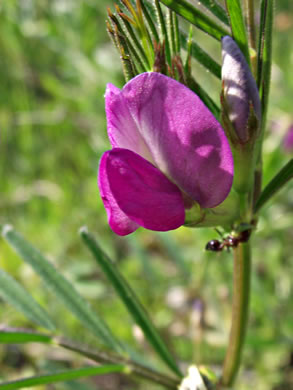 image of Vicia sativa var. angustifolia, Narrowleaf Vetch, Garden Vetch