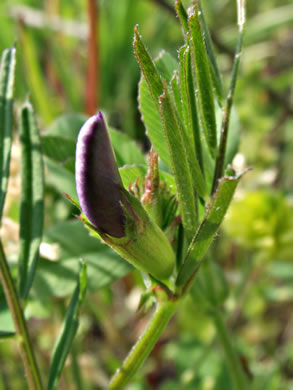 image of Vicia sativa var. angustifolia, Narrowleaf Vetch, Garden Vetch