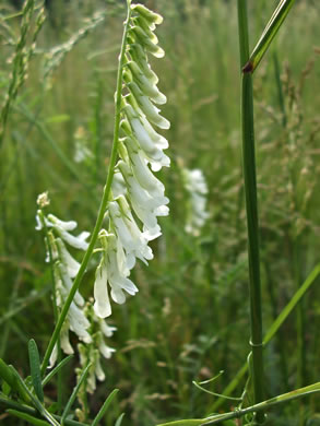 image of Vicia villosa var. glabrescens, Smooth Vetch, Winter Vetch