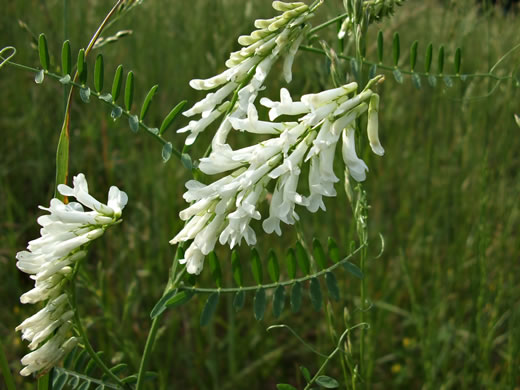 image of Vicia villosa var. glabrescens, Smooth Vetch, Winter Vetch