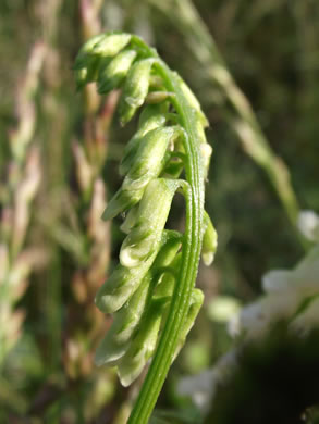 image of Vicia villosa var. glabrescens, Smooth Vetch, Winter Vetch