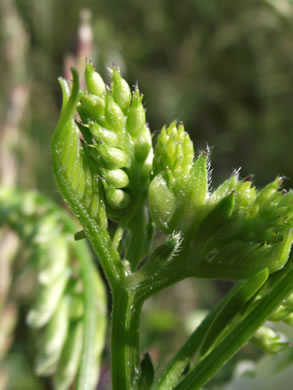 image of Vicia villosa var. glabrescens, Smooth Vetch, Winter Vetch