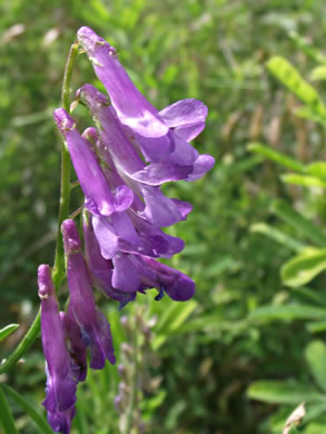 image of Vicia villosa var. glabrescens, Smooth Vetch, Winter Vetch