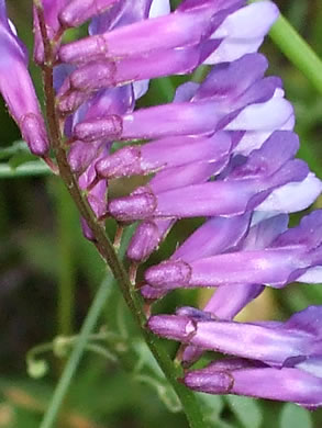 image of Vicia villosa var. glabrescens, Smooth Vetch, Winter Vetch