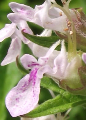image of Teucrium canadense var. canadense, American Germander, Wood-sage, Common Germander